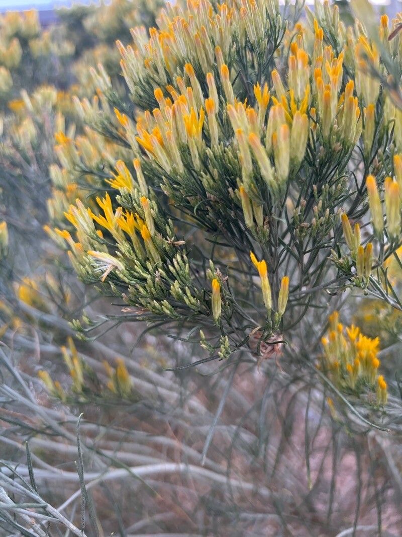 Tetradymia filifolia flower