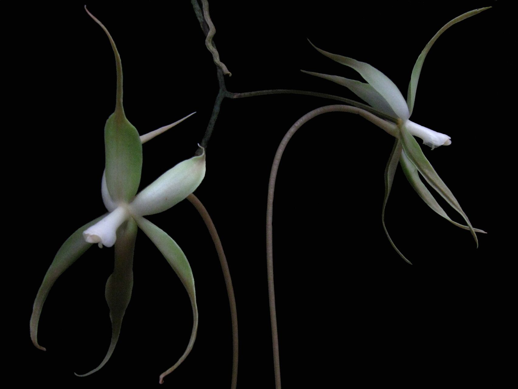 Aerangis stelligera flower