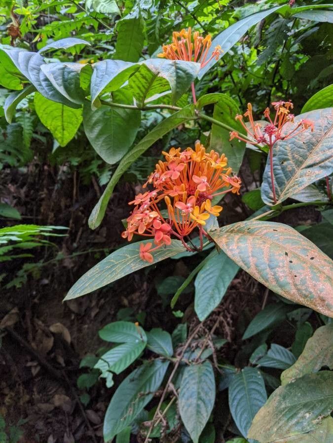 Ixora congesta — search result for 'Ixora'