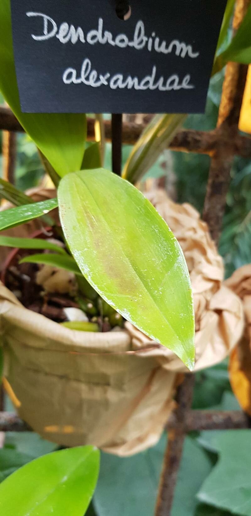 Dendrobium alexandrae — houseplant care guide