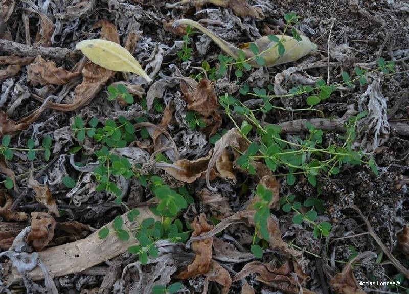 Euphorbia obliqua habit