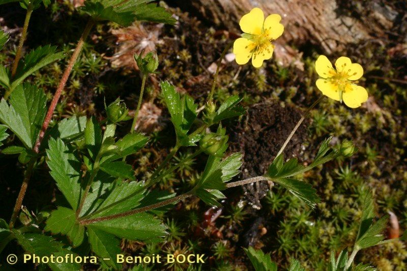 Potentilla × suberecta — search result for 'Potentilla'