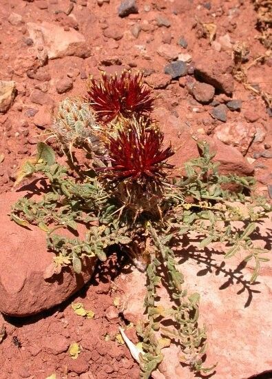 Centaurea pubescens flower