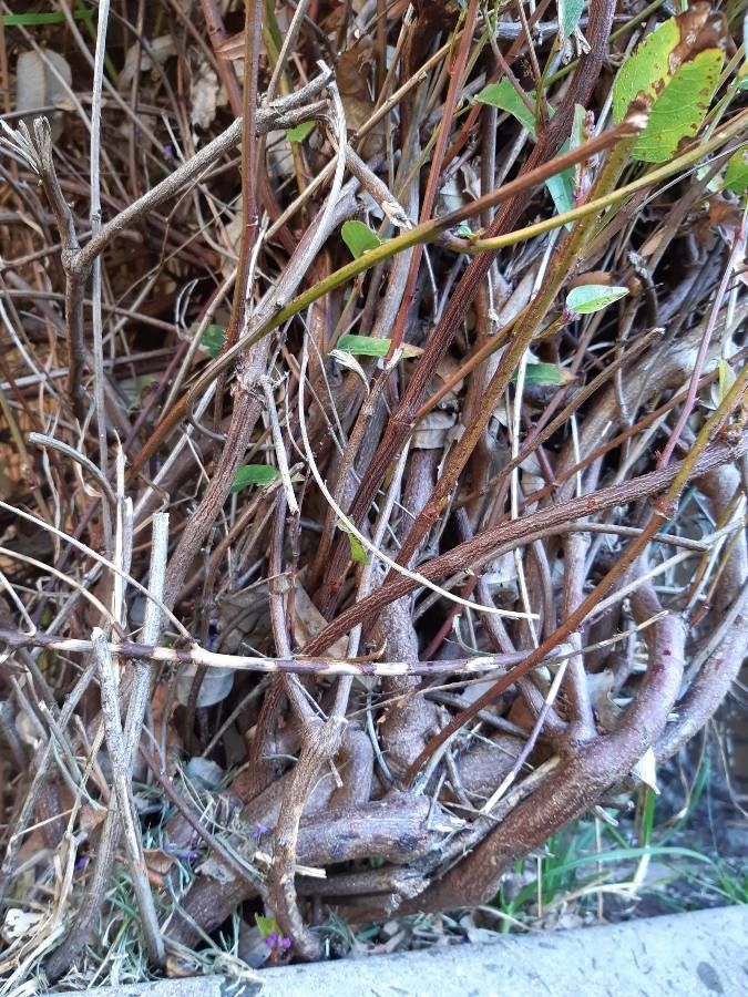 Hardenbergia violacea bark
