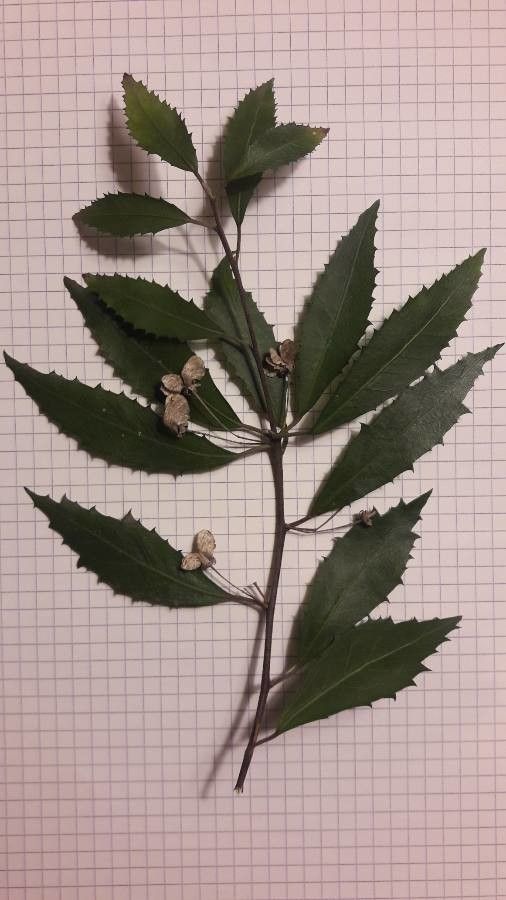 Hoheria angustifolia leaf