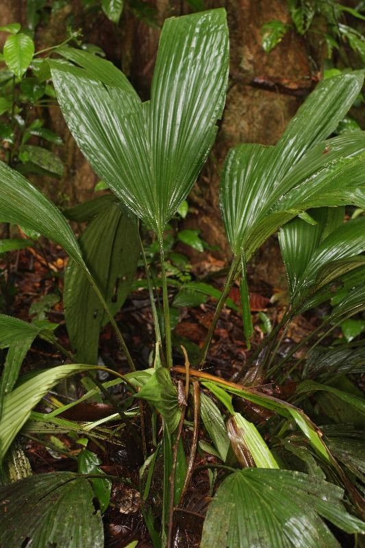 Asplundia brachyphylla habit