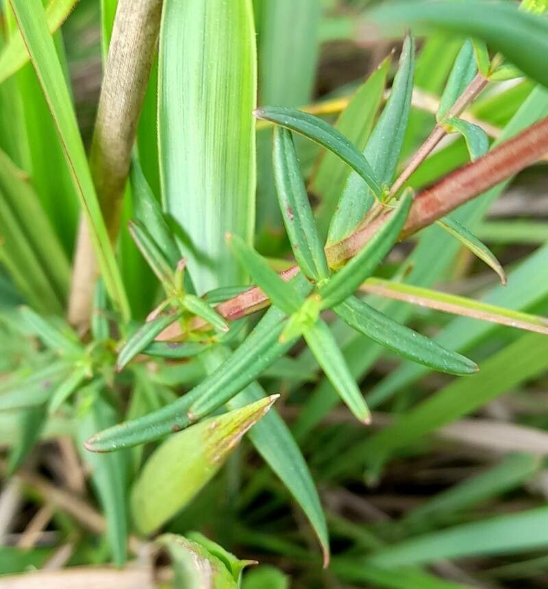Hypericum lorentzianum — houseplant care guide
