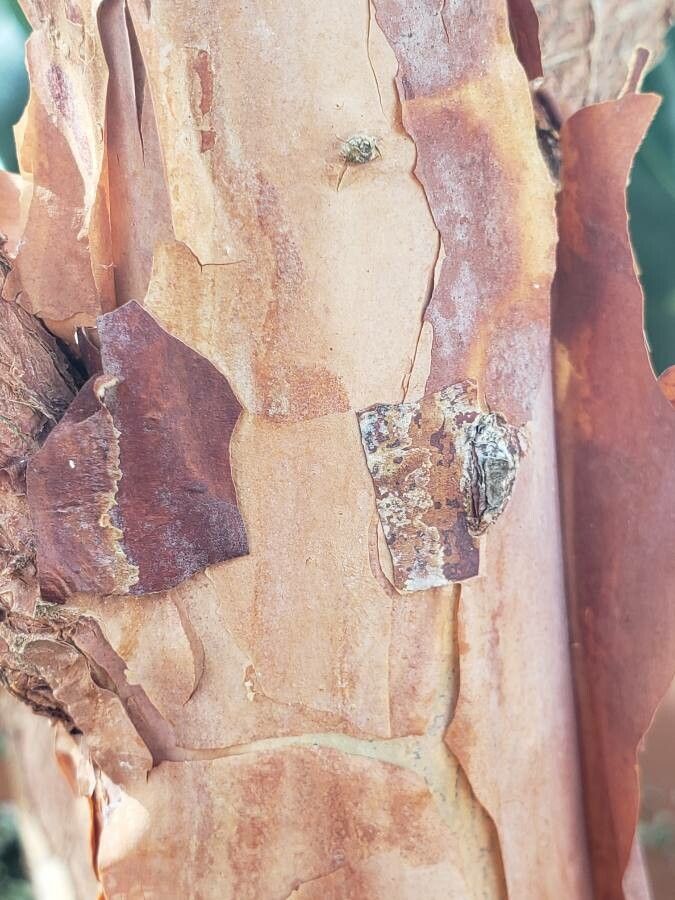 Rhododendron poilanei bark