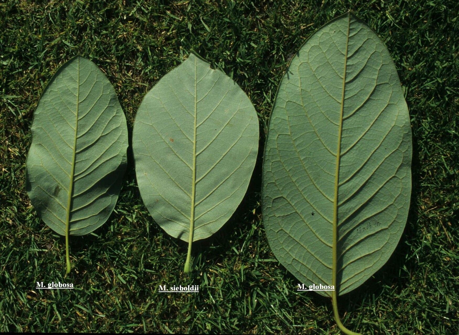 Magnolia globosa leaf
