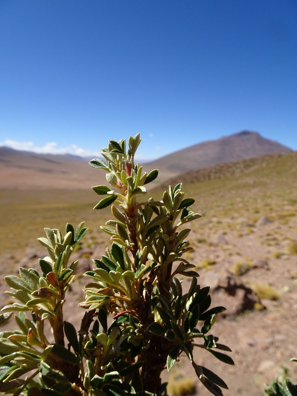 Polylepis tomentella leaf
