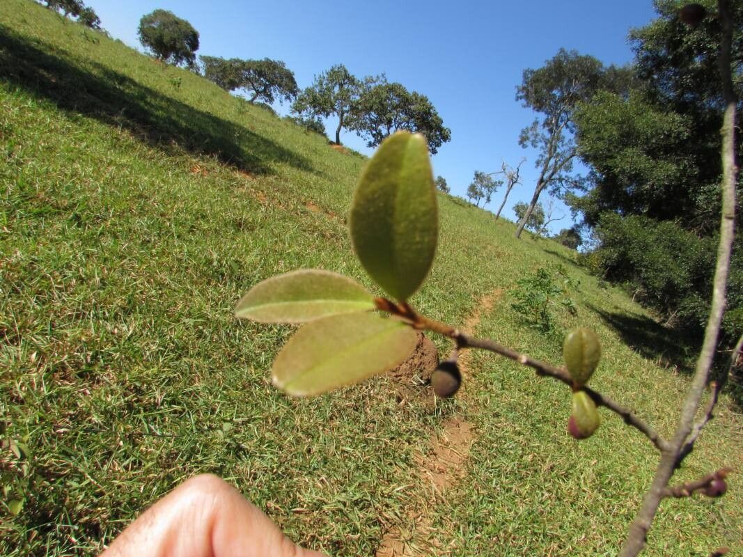 Chrysophyllum marginatum leaf