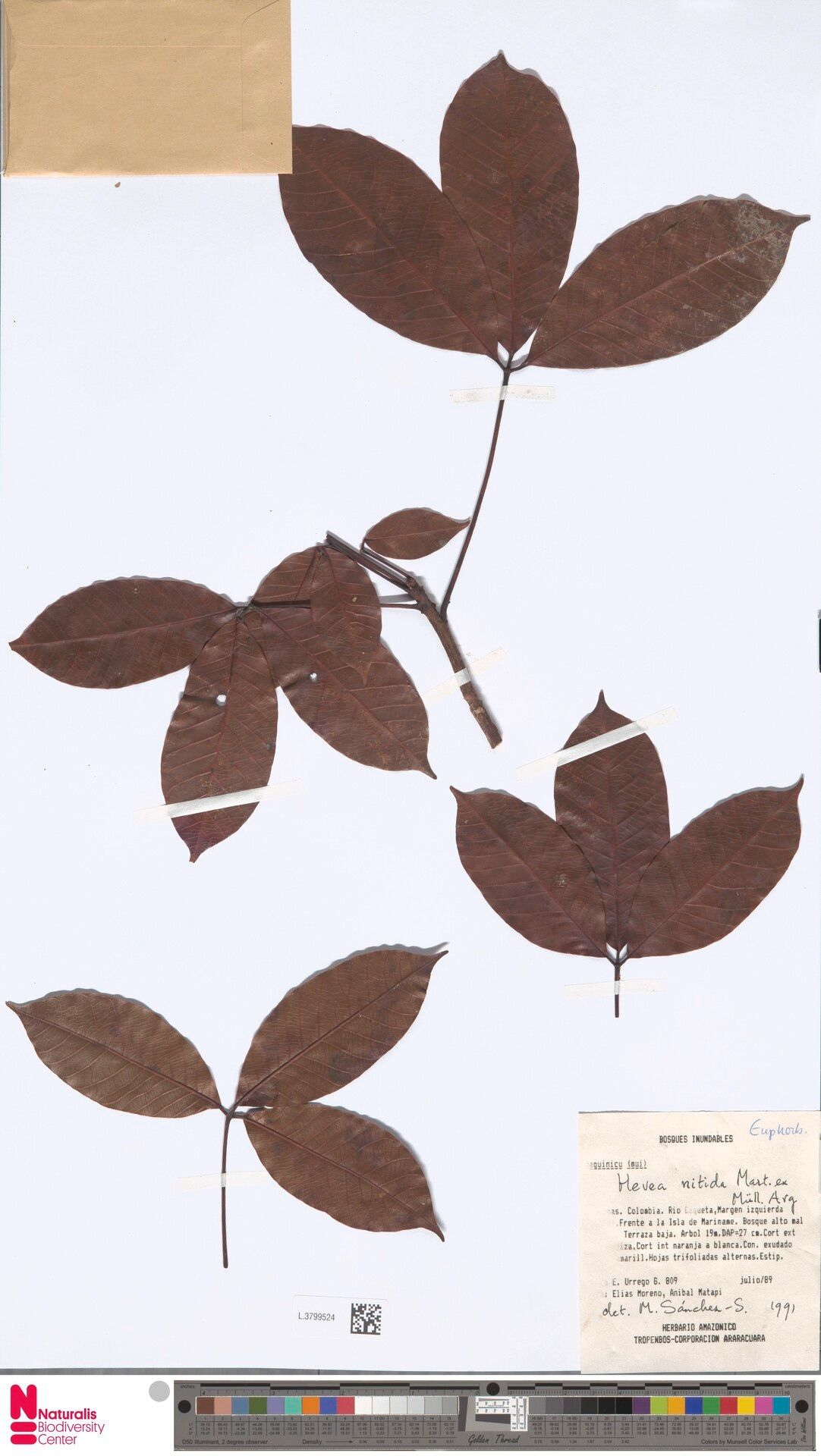 Hevea nitida — houseplant care guide