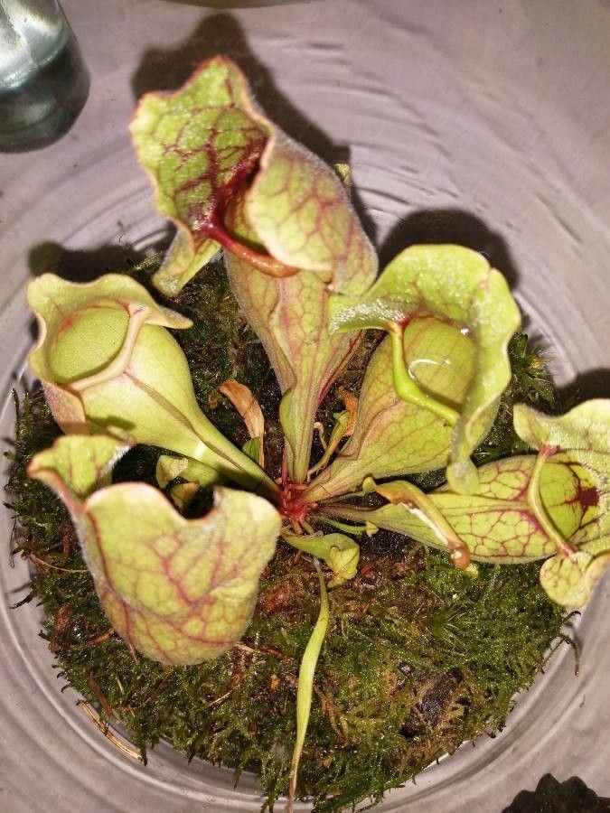 Sarracenia purpurea flower