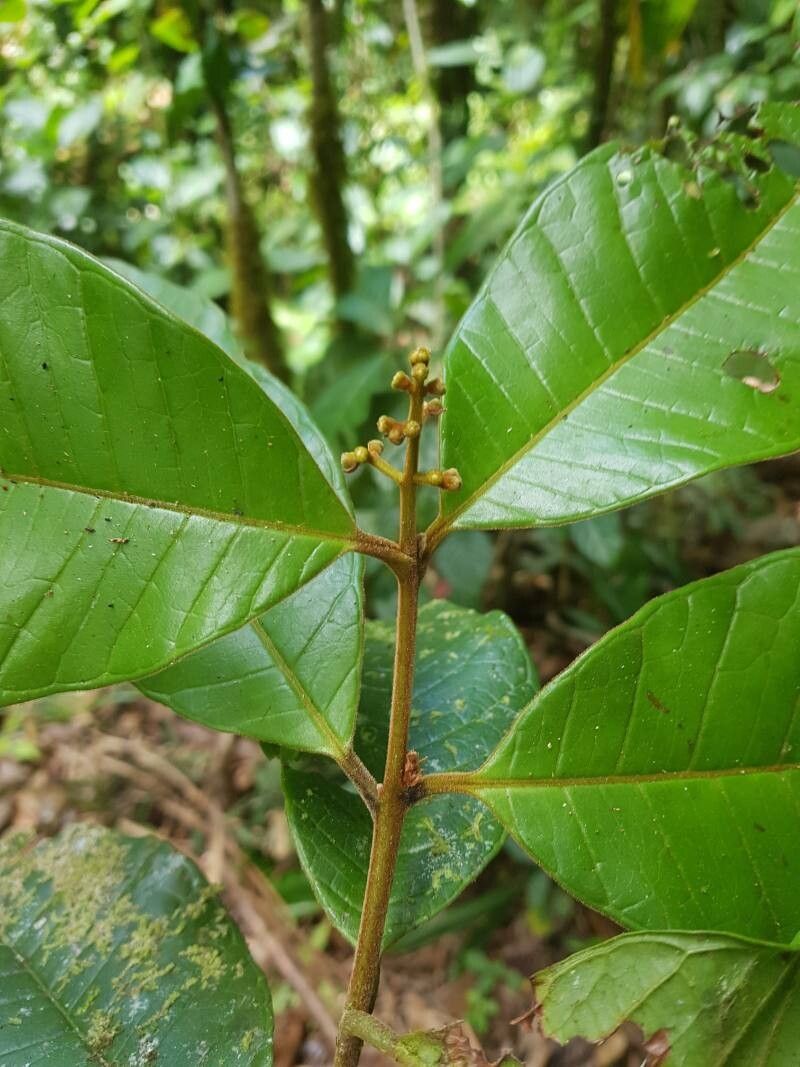 Myrcia riverae flower