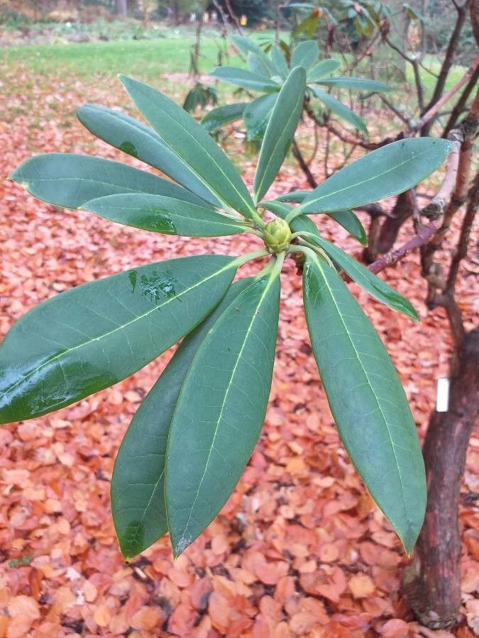Rhododendron calophytum flower