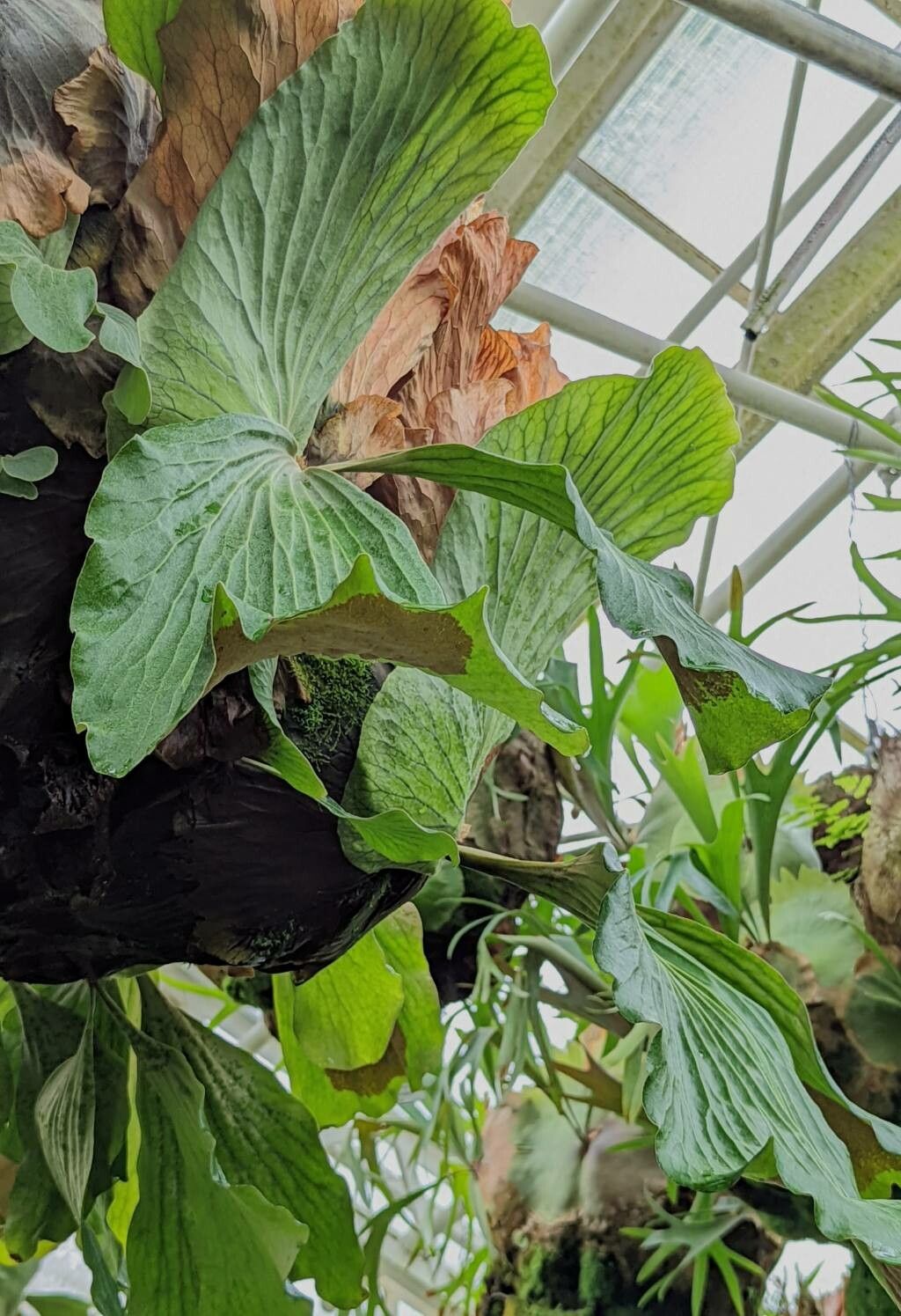 Platycerium angolense leaf