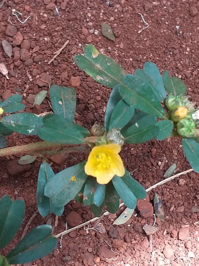 Sida tenuicarpa flower