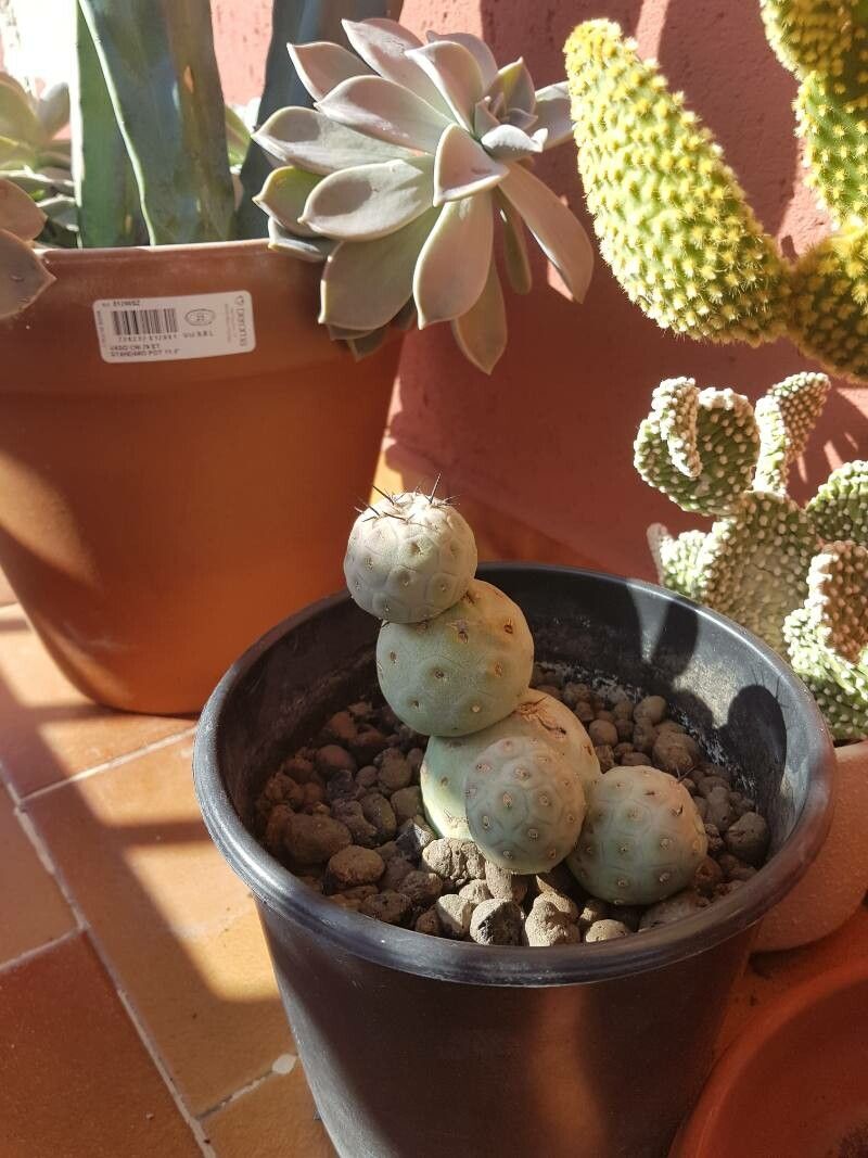 Tephrocactus geometricus bark