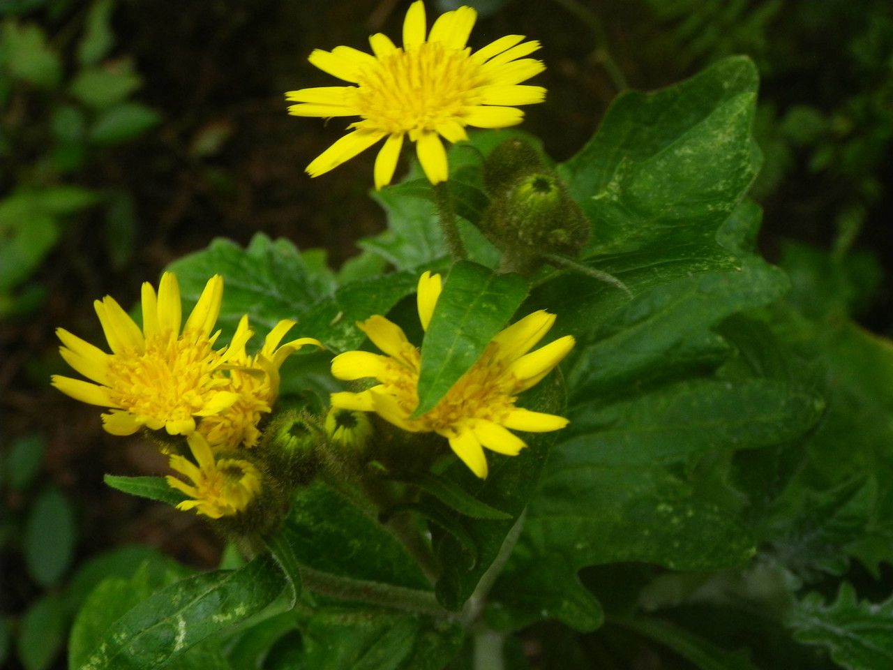Andryala pinnatifida flower
