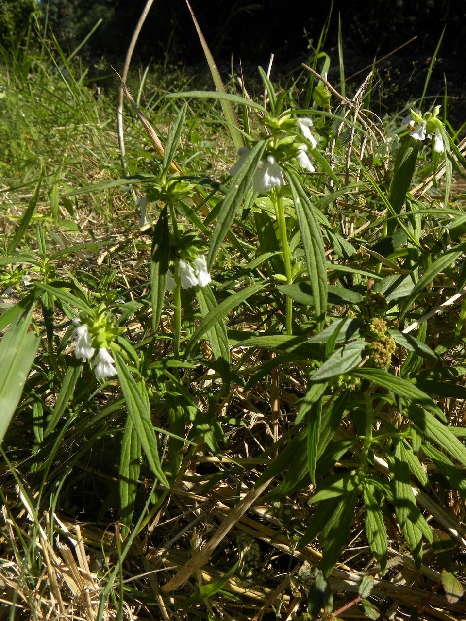 Leucas lavandulifolia habit