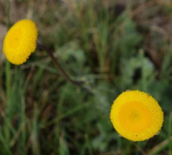 Cotula paludosa flower