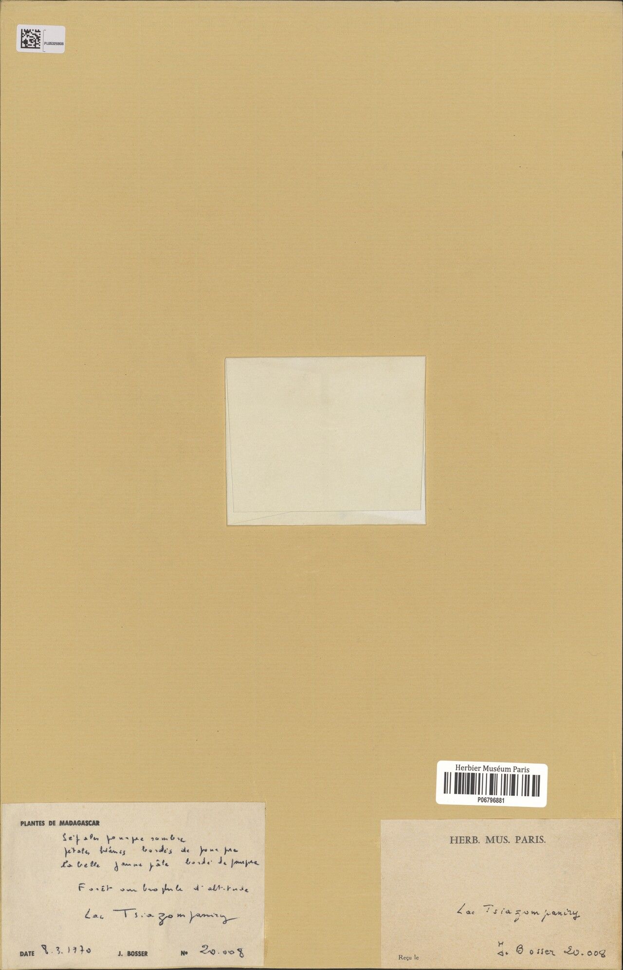 Bulbophyllum nigriflorum — houseplant care guide