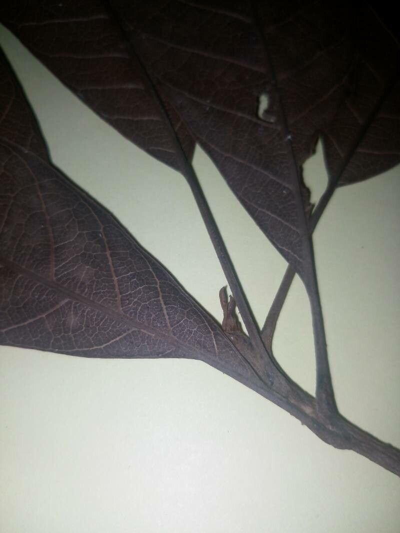 Pouteria guianensis leaf