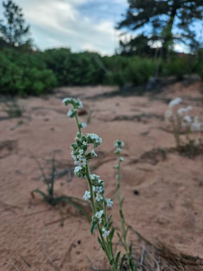 Cryptantha flaccida flower