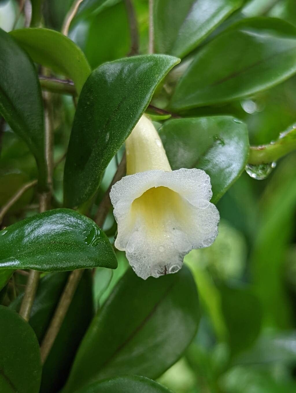 Codonanthe elegans flower