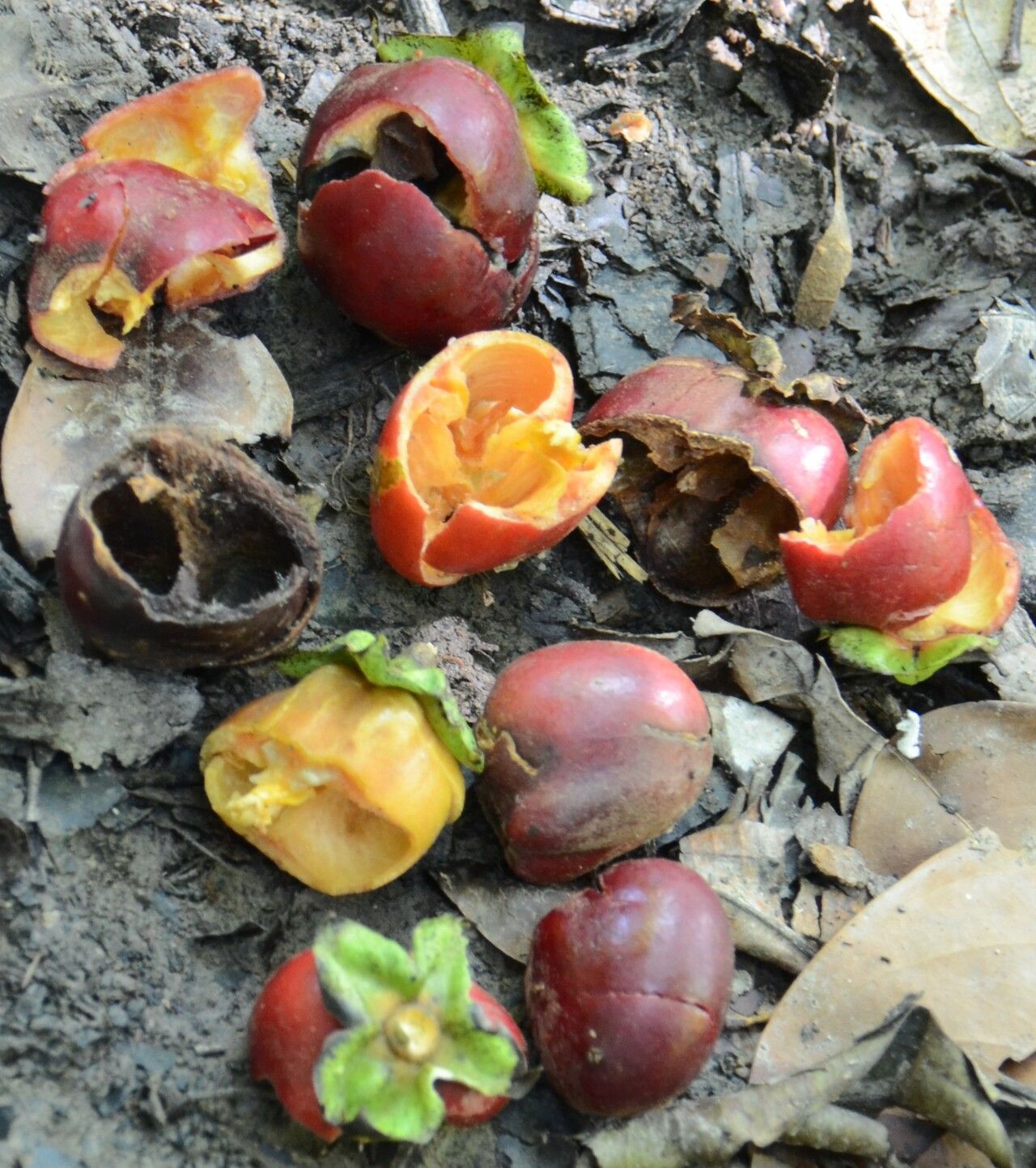Diospyros sumatrana fruit