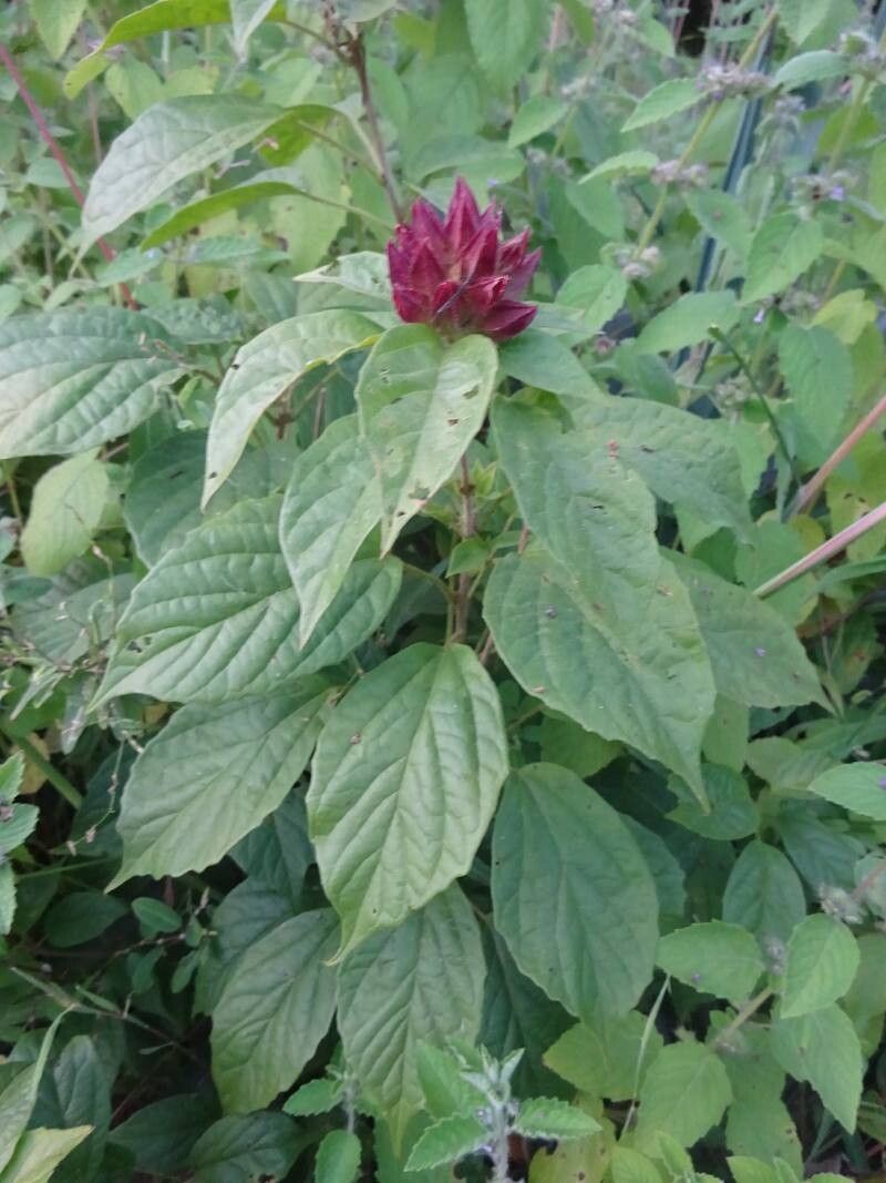 Clerodendrum capitatum — houseplant care guide