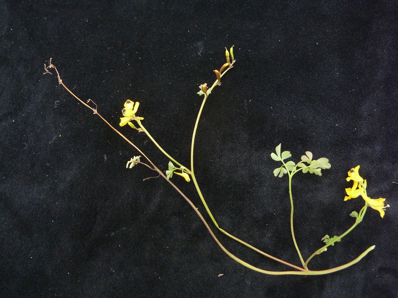 Corydalis casimiriana — houseplant care guide