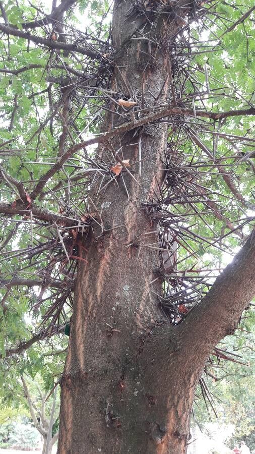 Gleditsia caspia bark