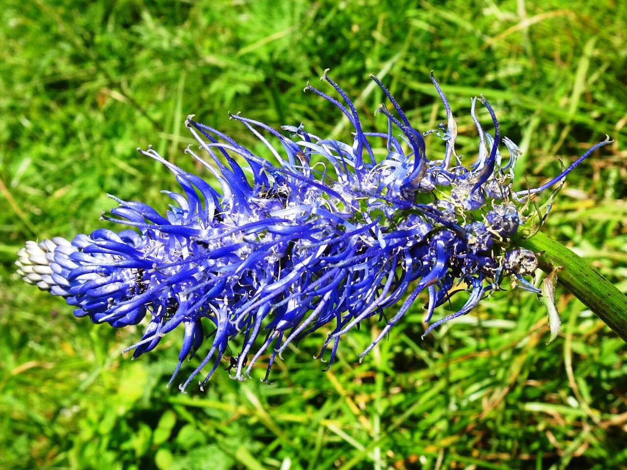 Phyteuma ovatum flower