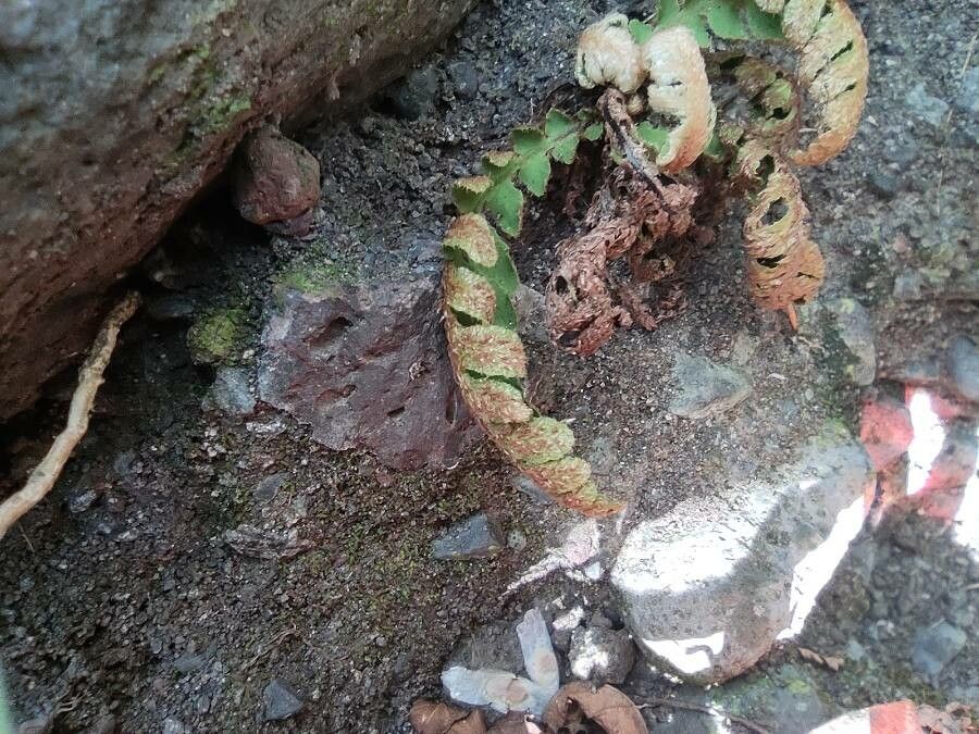 Ceterach cordatum fruit