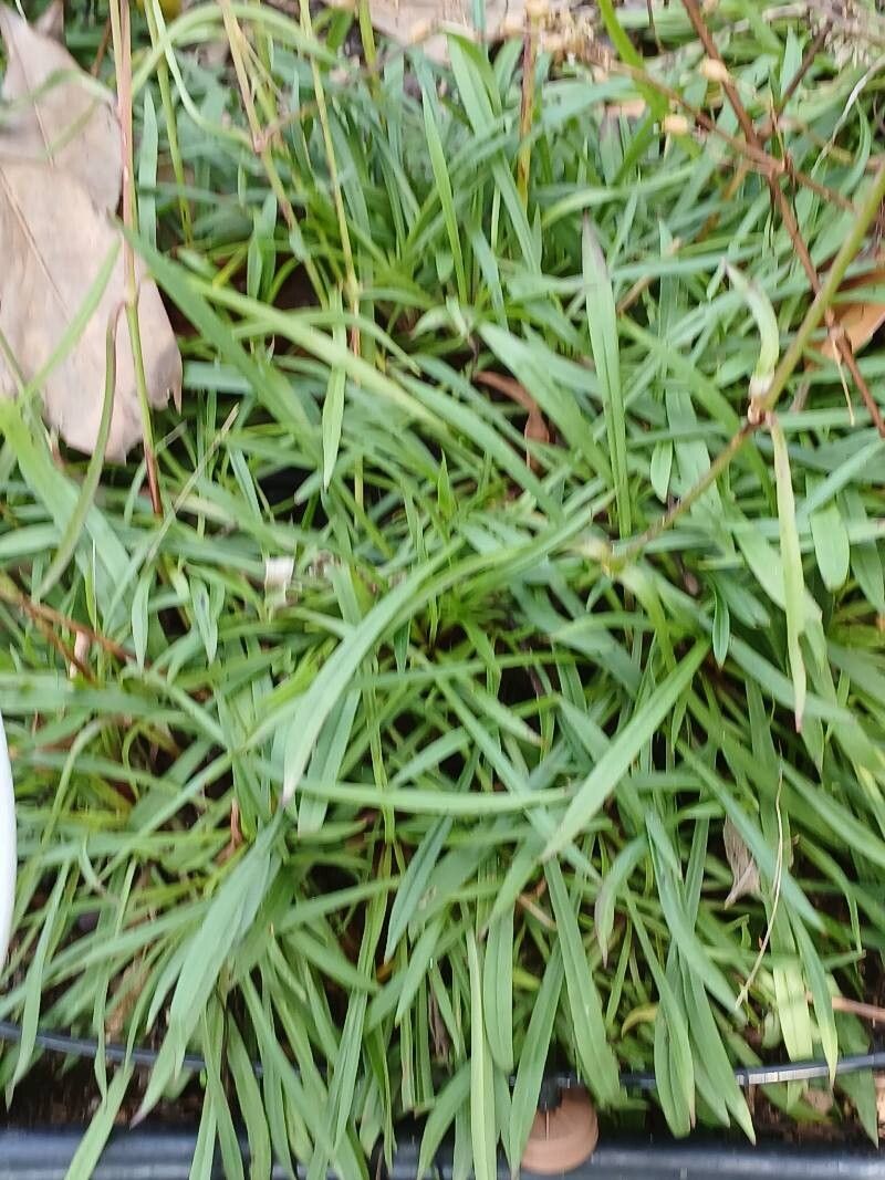 Silene yunnanensis — houseplant care guide