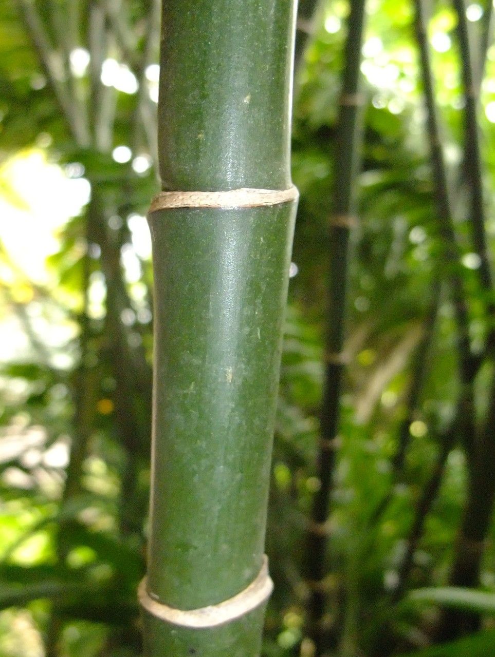 Chamaedorea pochutlensis bark
