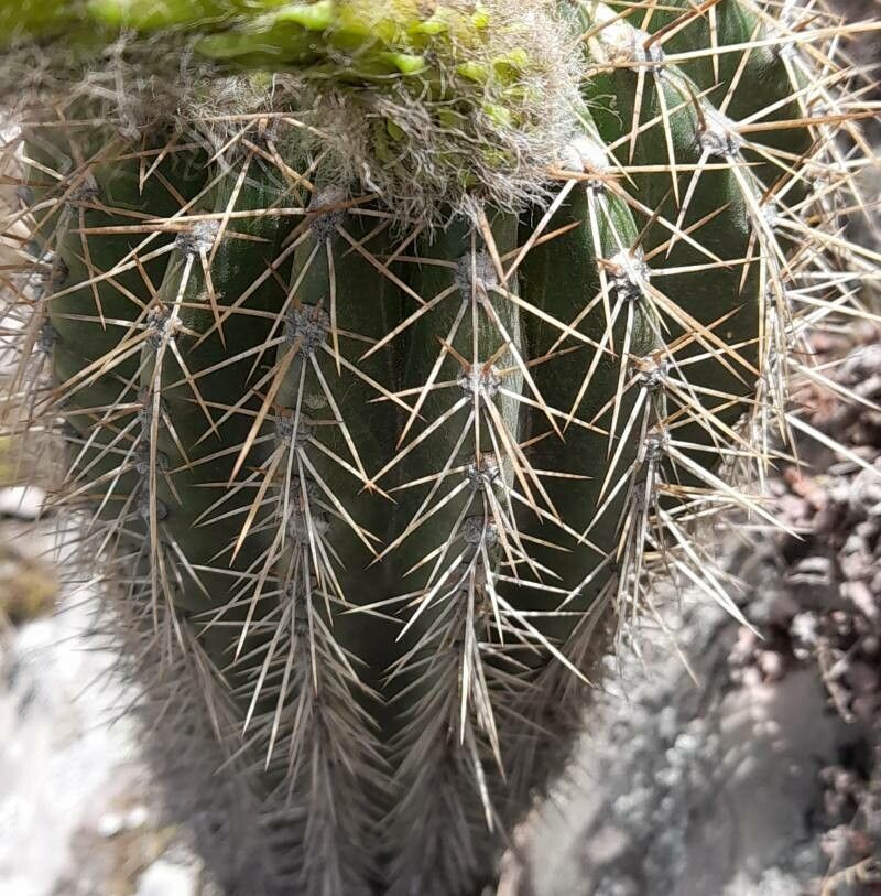 Soehrensia schickendantzii bark