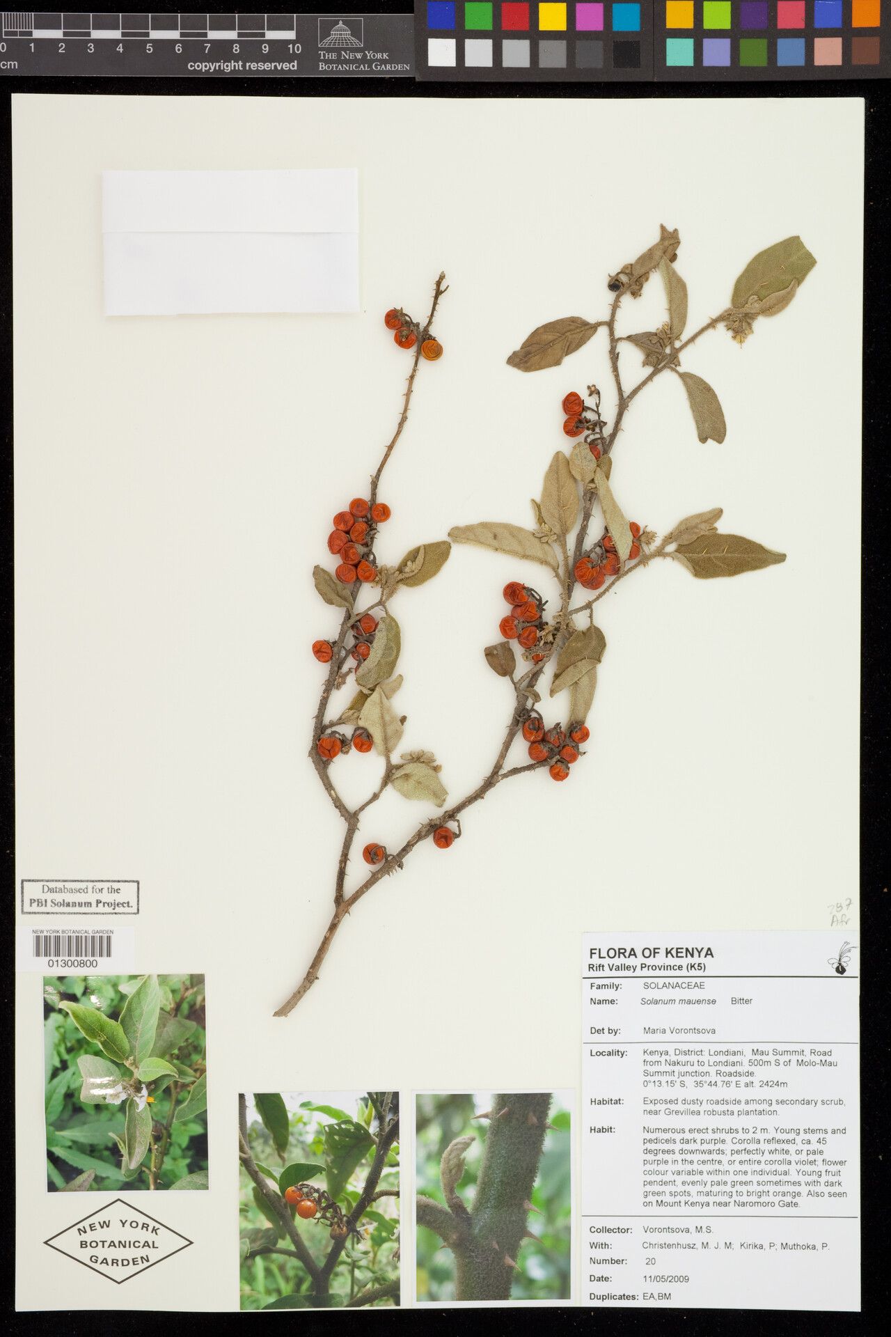 Solanum mauense — houseplant care guide