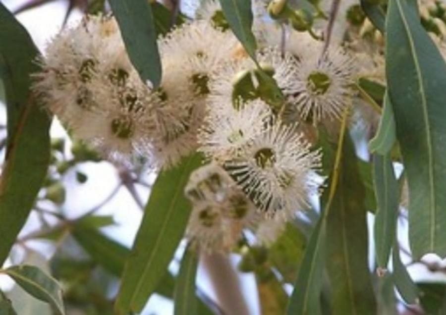Corymbia tessellaris — houseplant care guide