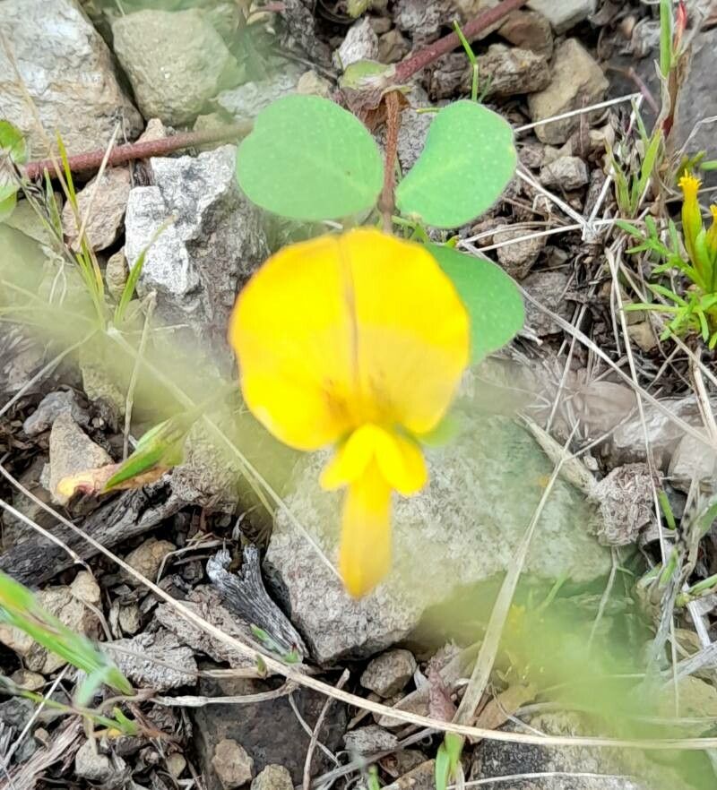 Amicia medicaginea flower