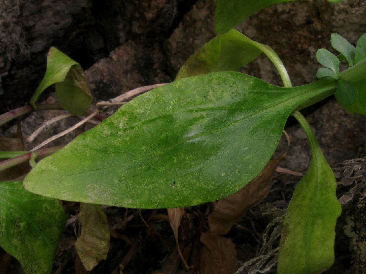 Centranthus trinervis — search result for 'Centranthus'
