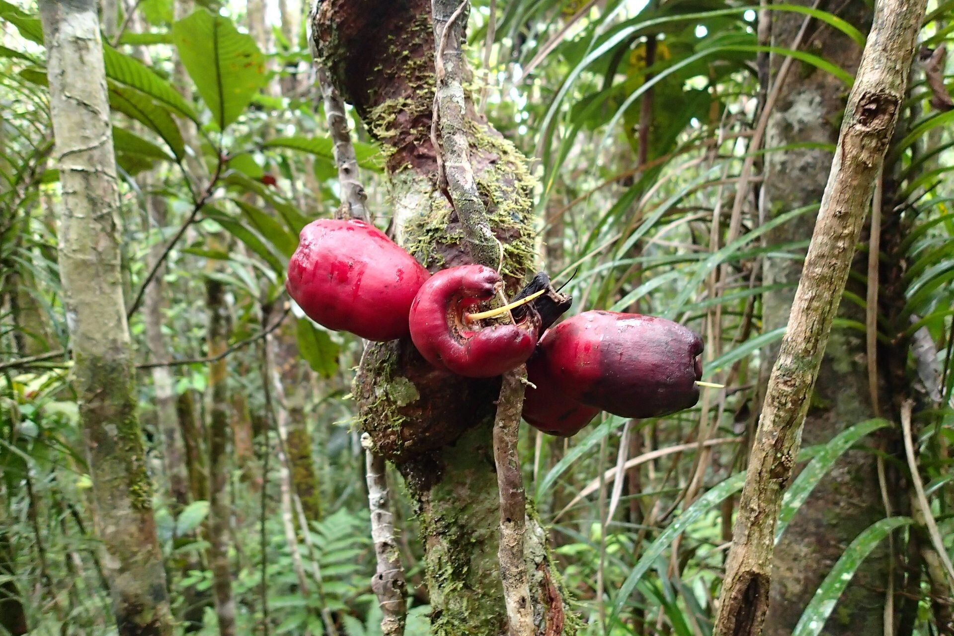 Syzygium toninense fruit
