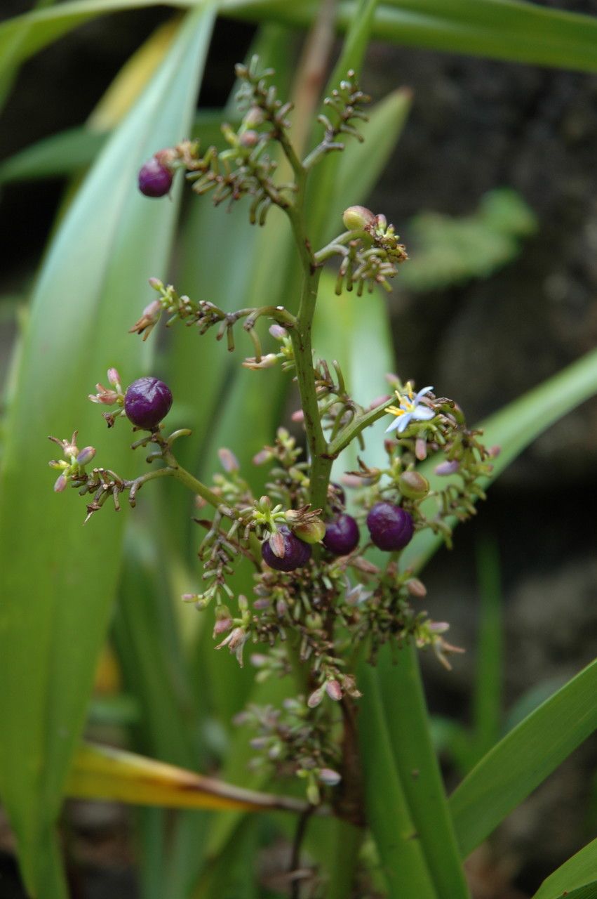 Dianella sandwicensis — search result for 'Dianella'