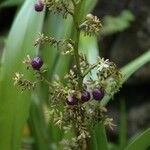 Dianella sandwicensis