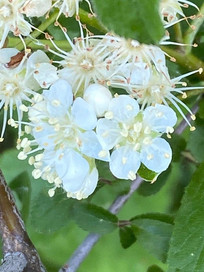 Sorbus mougeotii flower