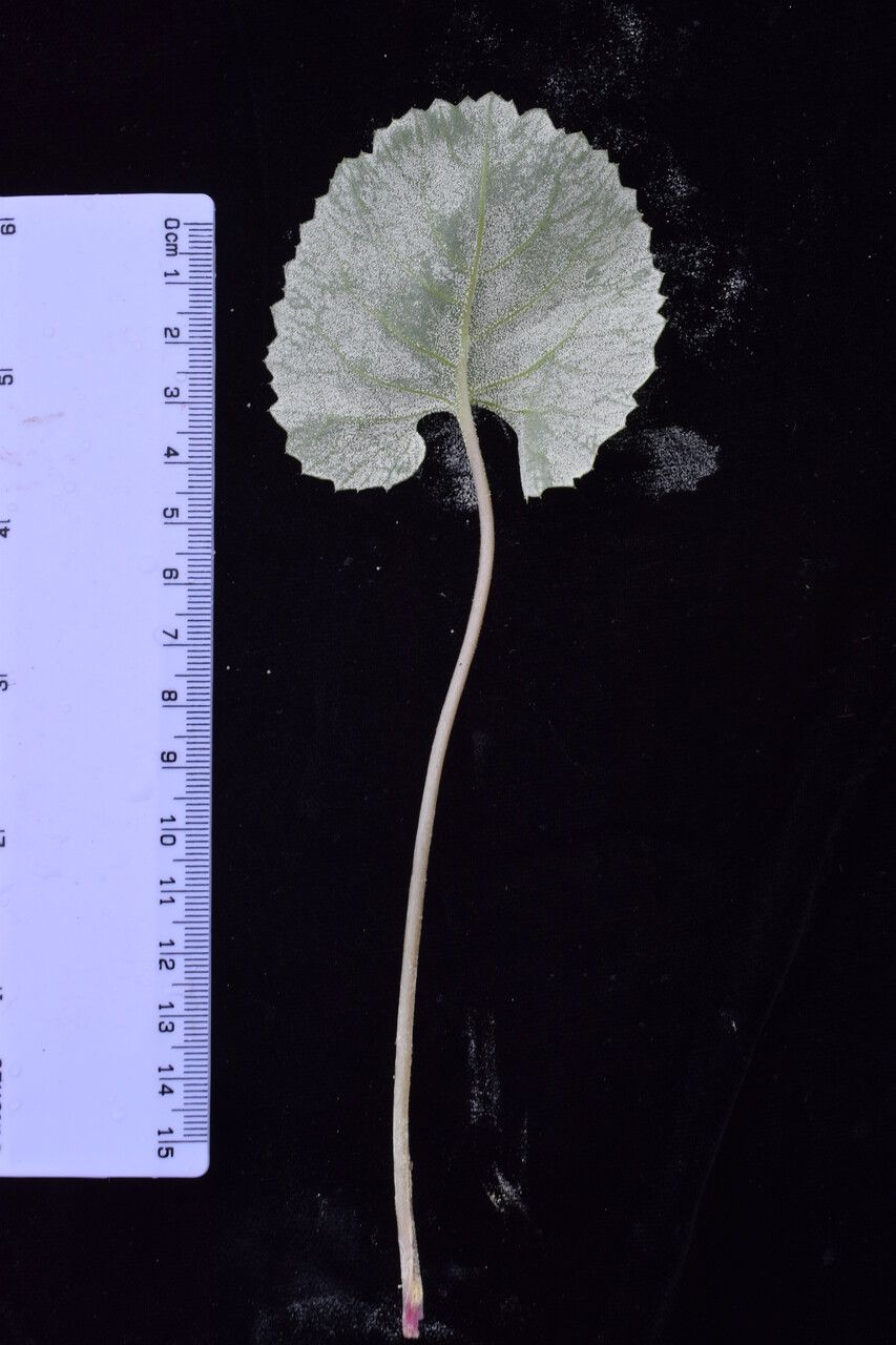 Primula rotundifolia other