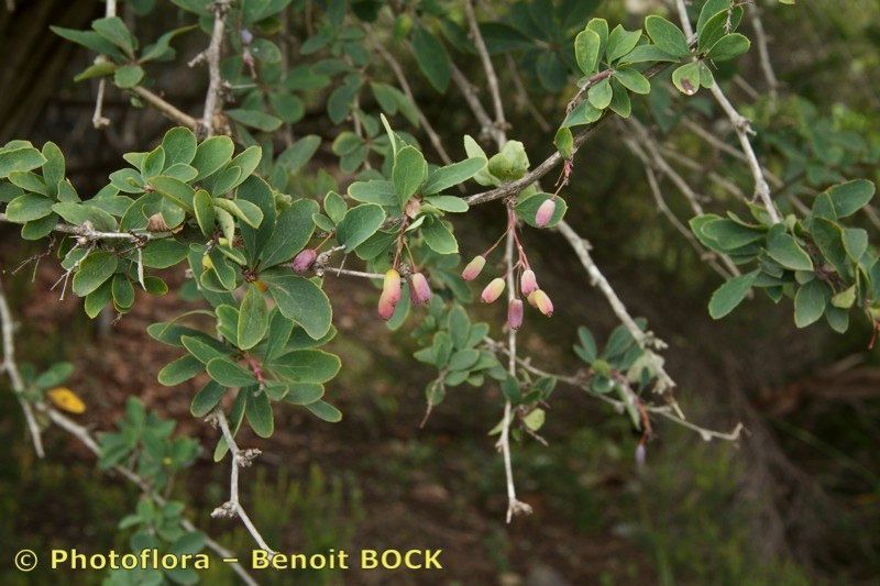 Berberis maderensis other