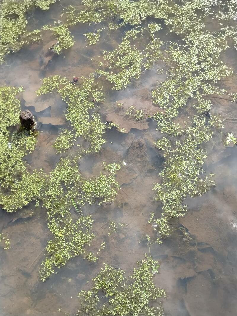 Lemna turionifera habit