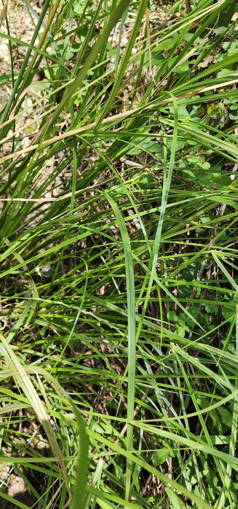 Cyperus serotinus — houseplant care guide